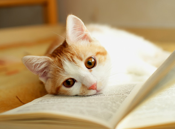 Cat, Books Cat, Books